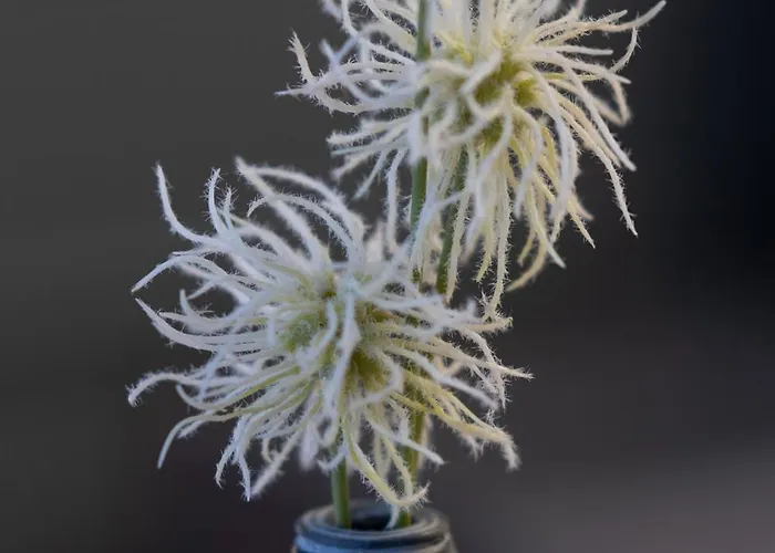 Exclusiveapartamentdamarisheritage Timişoara